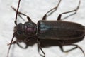 Burnt pine longhorn beetle.