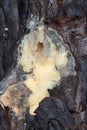 Burnt pine producing resin to resist pine shoot beetle, Tomicus damage Royalty Free Stock Photo