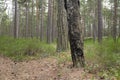 Burnt pine tree in pine forest