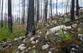 Burnt pine trees after a forest fire in rocky landscape with blooming fireweed