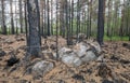 Burnt pine trees after a forest fire in sweden