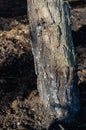 Burnt pine trunk in the forest. The consequences of a forest fire. Close-up. Without people.