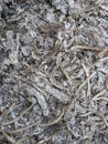 Burnt plants ash texture background  ashes from the burning tree Royalty Free Stock Photo