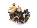 Burnt popcorn kernel Royalty Free Stock Photo