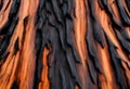 Burnt redwood bark, close-up. Black burnt tree bark. Redwood wood texture and background - redwood tree bark Royalty Free Stock Photo