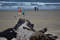 Burnt Remains of a Log on Nye Beach Oregon