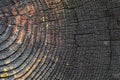 Burnt resinous wood glowing texture Selective focus of rough surface felled tree weathered with annual rings. Concept of