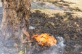 Burnt rind of tree Royalty Free Stock Photo