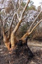 Burnt Scribbly Gum Trees Royalty Free Stock Photo