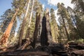 Burnt Sequoias Sequoia National Park Royalty Free Stock Photo