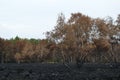 Burnt silver birches betula pendula in the countryside after a fire