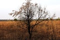 The burnt steppe is gradually coming back to life, but not all.