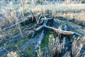 Burnt stump covered with frost in the forest glade