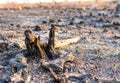 Burnt stump in the field Royalty Free Stock Photo