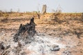 Burnt stump on hill in Tay Nguyen, Central Highlands of Vietnam