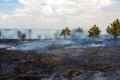 Burnt surface of the earth after a forest fire Royalty Free Stock Photo