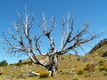 Burnt tree