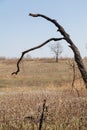 Burnt tree against blue sky Royalty Free Stock Photo