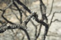 Burnt tree branch after fire Royalty Free Stock Photo