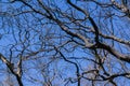 Burnt tree branches on a blue sky background, Stebbins Cold Canyon, Napa Valley, California