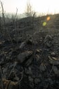 Burnt tree branches at Bodrum Mugla Turkey Royalty Free Stock Photo
