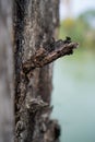 A close-up view of the burned tree trunk Royalty Free Stock Photo