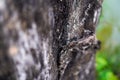 A close-up view of the burned tree trunk Royalty Free Stock Photo