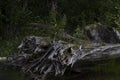 Burnt tree, Coldwater Lake, Washington Royalty Free Stock Photo