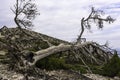 Burnt tree after a forest fire, Parnitha Greece Royalty Free Stock Photo