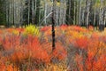 Burnt tree in the middle of new growth fall foliage Royalty Free Stock Photo