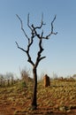 Burnt Tree - Outback Australia Royalty Free Stock Photo