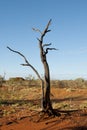 Burnt Tree - Outback Australia Royalty Free Stock Photo