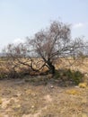 Burnt tree on a site with hardly any vegetation Royalty Free Stock Photo