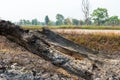 Burnt tree stump at the rice field Royalty Free Stock Photo