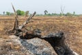 Burnt tree stump at the rice field Royalty Free Stock Photo