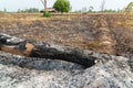 Burnt tree stump at the rice field Royalty Free Stock Photo