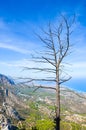 Burnt tree on the top of the Kyrenia mountain range taken from the Saint Hilarion Castle with beautiful Cypriot landscape