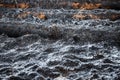 A burnt tree trunk after a fire Royalty Free Stock Photo