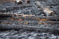 A burnt tree trunk after a fire Royalty Free Stock Photo