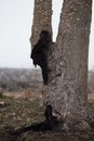 Burnt tree trunk in the scorched field at foggy spring morning. Dead tree after the fire