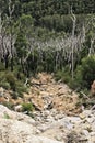 Burnt tree trunks amongst regenerating gum forest. Royalty Free Stock Photo