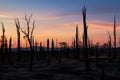 Burnt tree trunks dotting the scene amidst a process of natural regeneration