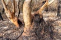 Burnt tree trunks Royalty Free Stock Photo
