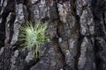 Burnt tree with young seedling