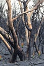 Burnt vegetation after bush fire Royalty Free Stock Photo