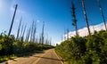 Burnt trees against cloudy sky, West Glacier, Going-to-the-Sun Road, Glacier National Park, Glacier County, Montana, USA