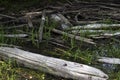 Burnt trees, Coldwater Lake, Washington Royalty Free Stock Photo