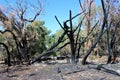 Burnt trees after controlled bush fire Royalty Free Stock Photo