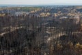 Burnt trees after a forest fire. ecological catastrophy.