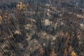 Burnt trees after a forest fire